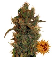 8 Ball Kush Feminized Marijuana Seeds