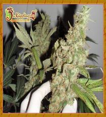 Afghan Cow by Dr Krippling Seeds