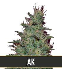 AK Automatic by Blim Burn Seeds