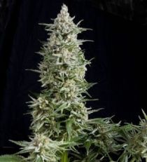 Amnesia Gold by Pyramid Seeds