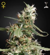 Arjan's Ultra Haze 1 Feminized marijuana seeds
