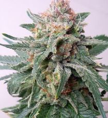 Auto Purple Skunk Mass by Critical Mass Collective Seeds
