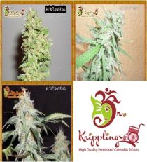 Auto Mix CDr by Dr Krippling Seeds