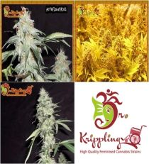Auto Mix A by Dr Krippling Seeds