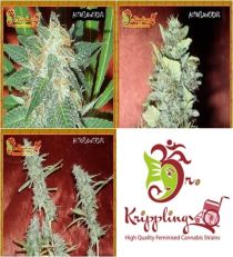 Auto Mix B by Dr Krippling Seeds