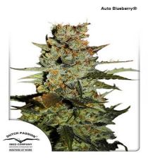 AutoBlueberry by DP Seeds