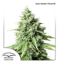 AutoDurban Poison by DP Seeds