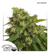 AutoXtreme Automatic by DP Seeds