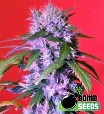 Berry Bomb Regular Marijuana Seeds