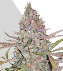 Berry Ryder Marijuana Seeds