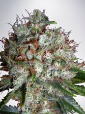 Big Bud XXL Feminized - Ministry Of Cannabis