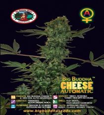Cheese Automatic by Big Buddha Seeds