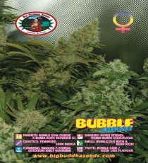 Bubble Cheese by Big Buddha Seeds