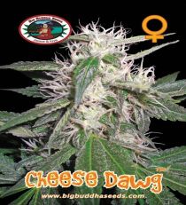Cheese Dawg by Big Buddha Seeds