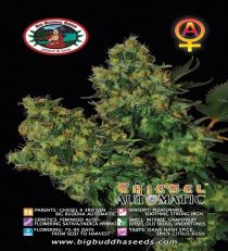 Chiesel Automatic by Big Buddha Seeds 