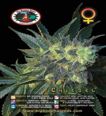 Chiesel by Big Buddha Seeds