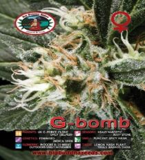 G Bomb by Big Buddha Seeds 