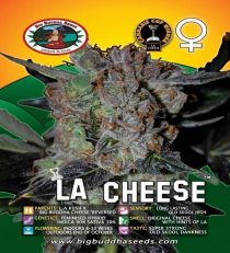 LA Cheese by Big Buddha Seeds 