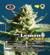 Sch' Lemon Cake by Big Buddha Seeds