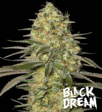 Black Dream by Eva Seeds
