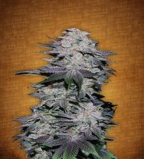 Blackberry by Fast Buds Seeds