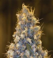 Blue Fire by HSO Seeds