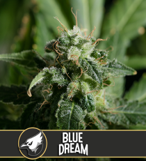Blue Dream by Blim Burn Seeds