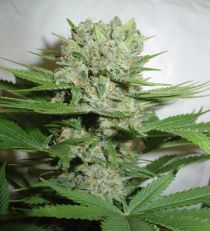 H Fantaseeds Blue Pearl Automatic