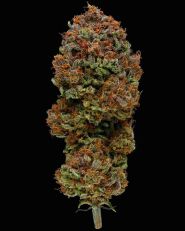 Blueberry Muffin Feminized - Humboldt Seed Company