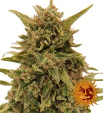Blueberry OG Feminized Marijuana Seeds