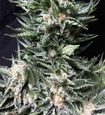 Bruce the Russian by Cream of the Crop Seeds