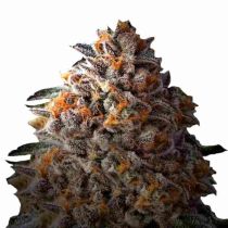 Bruce Banner III Autoflower 5 Seeds - Growers Choice