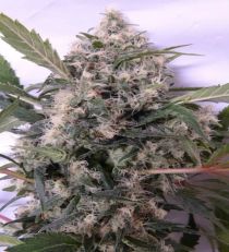 Bubba Hash Feminized by Ace Seeds
