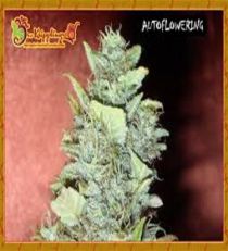 Bubba Gum by Dr Krippling Seeds