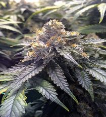 Bubba's Gift by HSO Seeds
