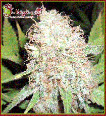 Bud Bud Bling Tingz by Dr Krippling Seeds