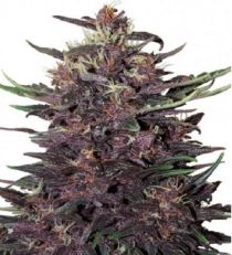 Purple Kush Auto – Buddha Seeds