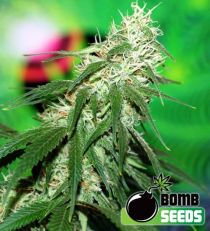 Buzz Bomb Feminized Marijuana Seeds