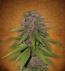 C4-matic by Fast Buds Seeds