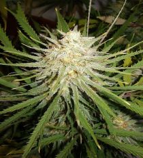 C99 by Female Seeds