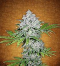 California Snow by Fast Buds Seeds