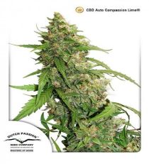 CBD Auto Compassion Lime by DP Seeds