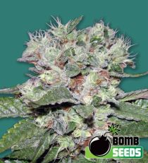 CBD Bomb Feminized Marijuana Seeds