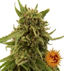 CBD Critical Cure Feminized Marijuana Seeds