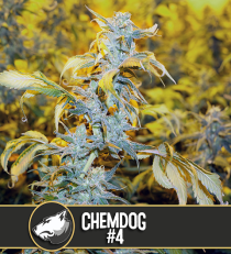 Chemdog #4 by Blim Burn Seeds
