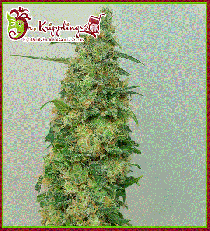 Chemdog Millionaire by Dr Krippling Seeds