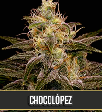 Chocolopez by Blim Burn Seeds