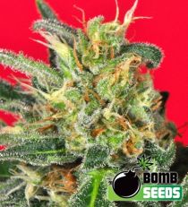 Cluster Bomb Regular Marijuana Seeds