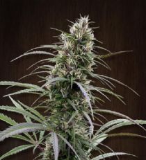 Congo Feminized by Ace Seeds