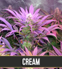 Cream Automatic by Blim Burn Seeds